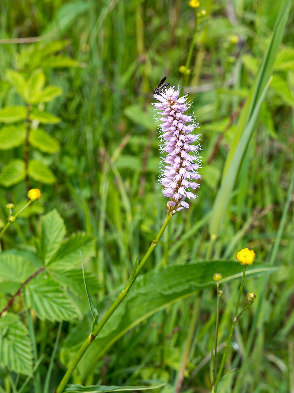 Knöterich - Von Isiwal - CC BY-SA 4.0, https://commons.wikimedia.org/wiki/File:Roßleithen_Gierer_Streuwiese_Schlangen-Knöterich_Bistorta_officinalis-3905.jpg