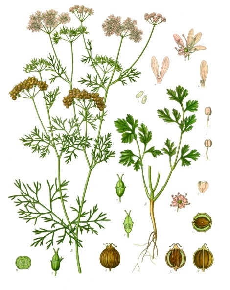 Koriander - Von Franz Eugen Köhler, Köhler's Medizinal-Pflanzen - Public domain, https://commons.wikimedia.org/wiki/File:Coriandrum_sativum_-_Köhler–s_Medizinal-Pflanzen-193.jpg