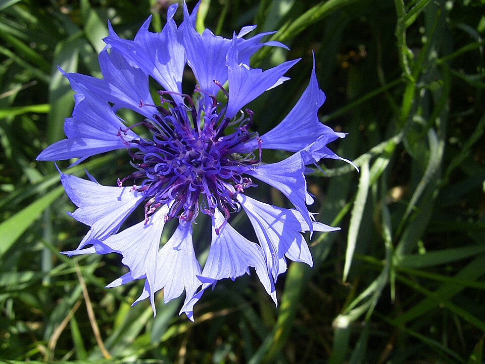Kornblumenblüten - Von TeunSpaans - CC BY-SA 3.0, https://commons.wikimedia.org/wiki/File:CentaureaCyanus-bloem-kl.jpg