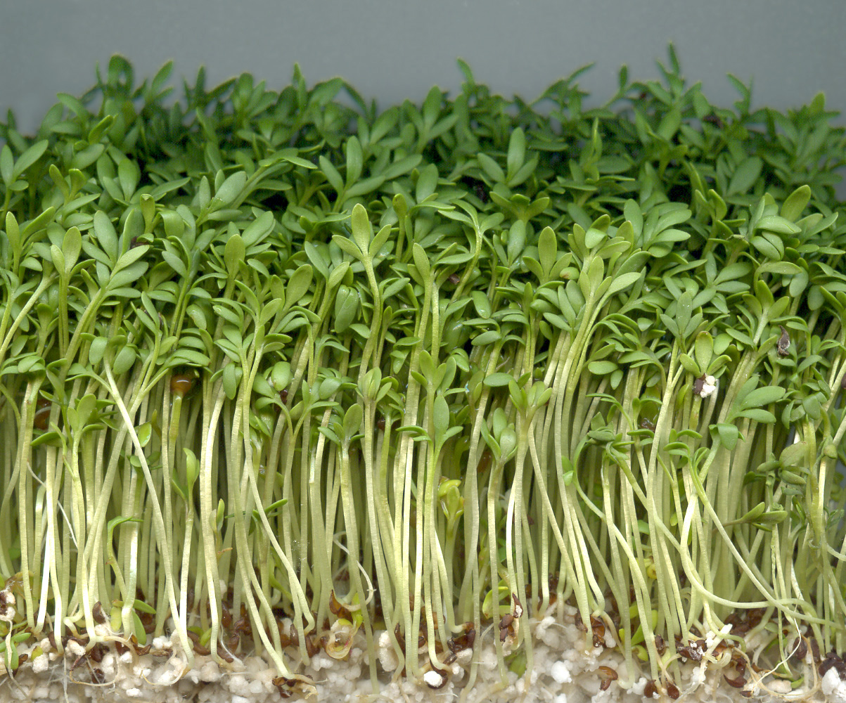 Kresse - Von de:Benutzer:Rainer Zenz - CC BY-SA 3.0, https://commons.wikimedia.org/wiki/File:Gartenkresse.jpg