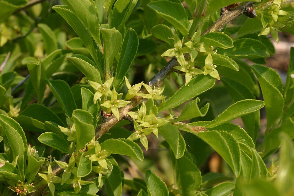 Kreuzdorn - Von HermannSchachner - CC0, https://commons.wikimedia.org/wiki/File:Rhamnus_saxatilis_(Felsen-Kreuzdorn)_IMG_7430.JPG