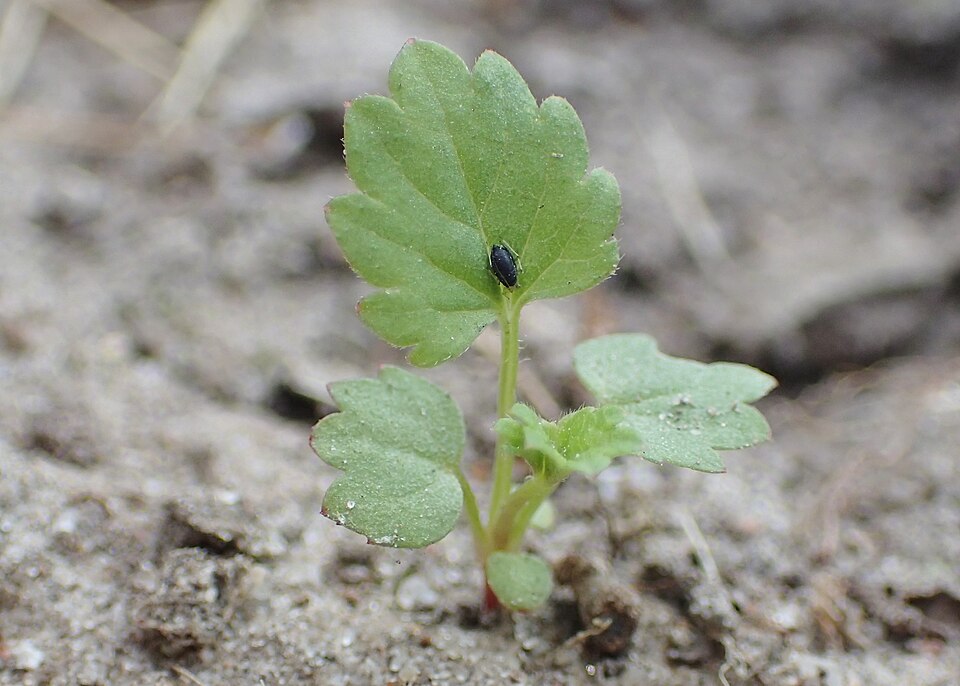 Kriechendes Fingerkraut - Von Krzysztof Ziarnek, Kenraiz - CC BY-SA 4.0, https://commons.wikimedia.org/wiki/File:Potentilla_reptans_kz07.jpg