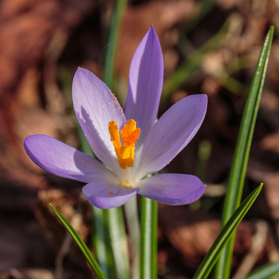 Krokus - Von Dominicus Johannes Bergsma - CC BY-SA 4.0, https://commons.wikimedia.org/wiki/File:Krokus_(Crocus)_(d.j.b.)_04.jpg