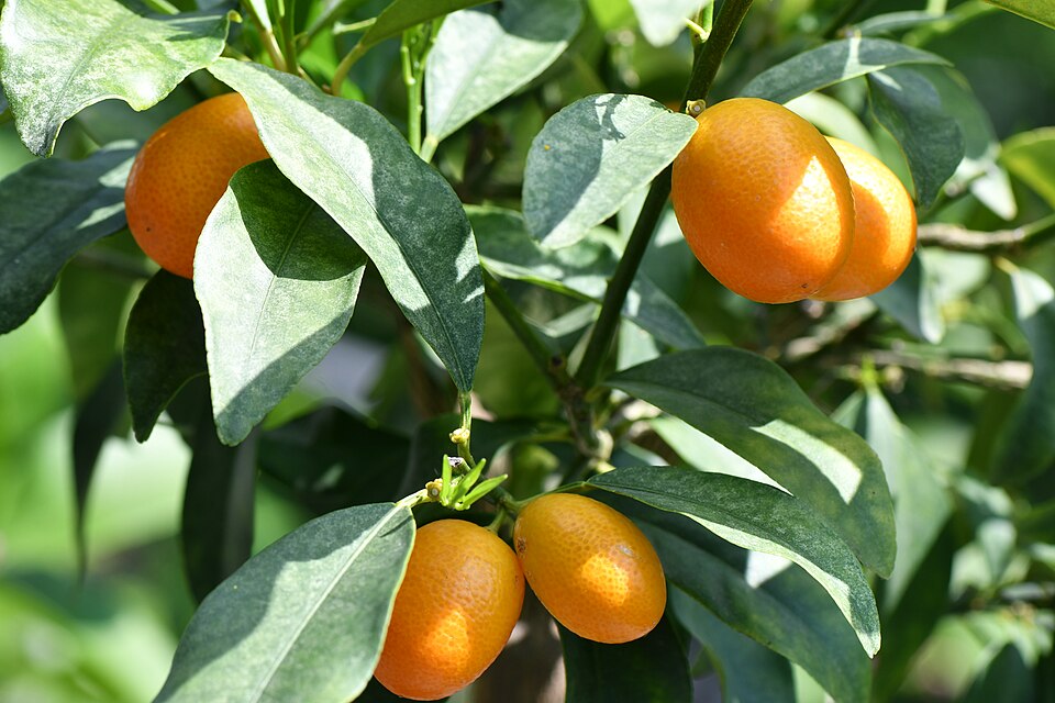 Kumquats - Von Amalucan - CC BY-SA 4.0, https://commons.wikimedia.org/wiki/File:Kumquat_1.jpg