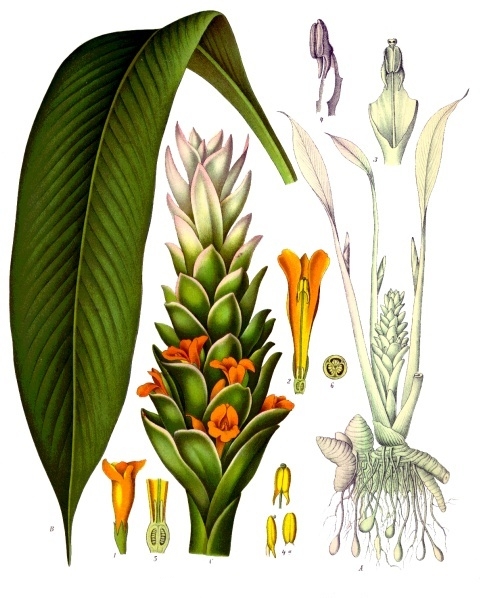 Kurkuma - Von Franz Eugen Köhler, Köhler's Medizinal-Pflanzen - Public domain, https://commons.wikimedia.org/wiki/File:Curcuma_longa_-_Köhler–s_Medizinal-Pflanzen-199.jpg