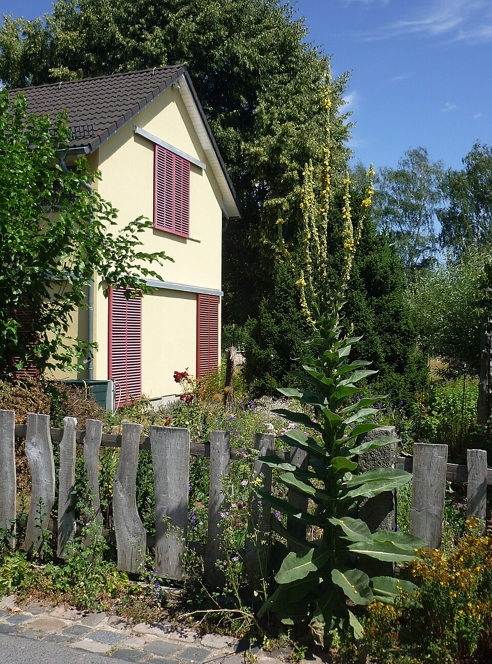 Königskerze - Von SchiDD - CC BY-SA 4.0, https://commons.wikimedia.org/wiki/File:DD-Heidemühlweg-Königskerze-2.jpg