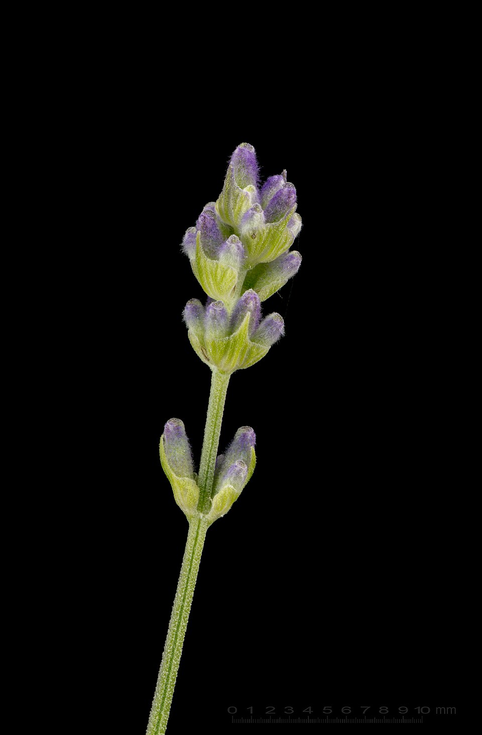 Lavendel - Von Norbert Nagel - CC BY-SA 3.0, https://commons.wikimedia.org/wiki/File:Lavandula_angustifolia_-_lavender_-_Lavendel_-_01.jpg