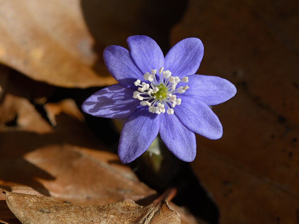 Leberblümchen - Von Uoaei1 - CC BY-SA 4.0, https://commons.wikimedia.org/wiki/File:Hepatica_nobilis_20210226.jpg