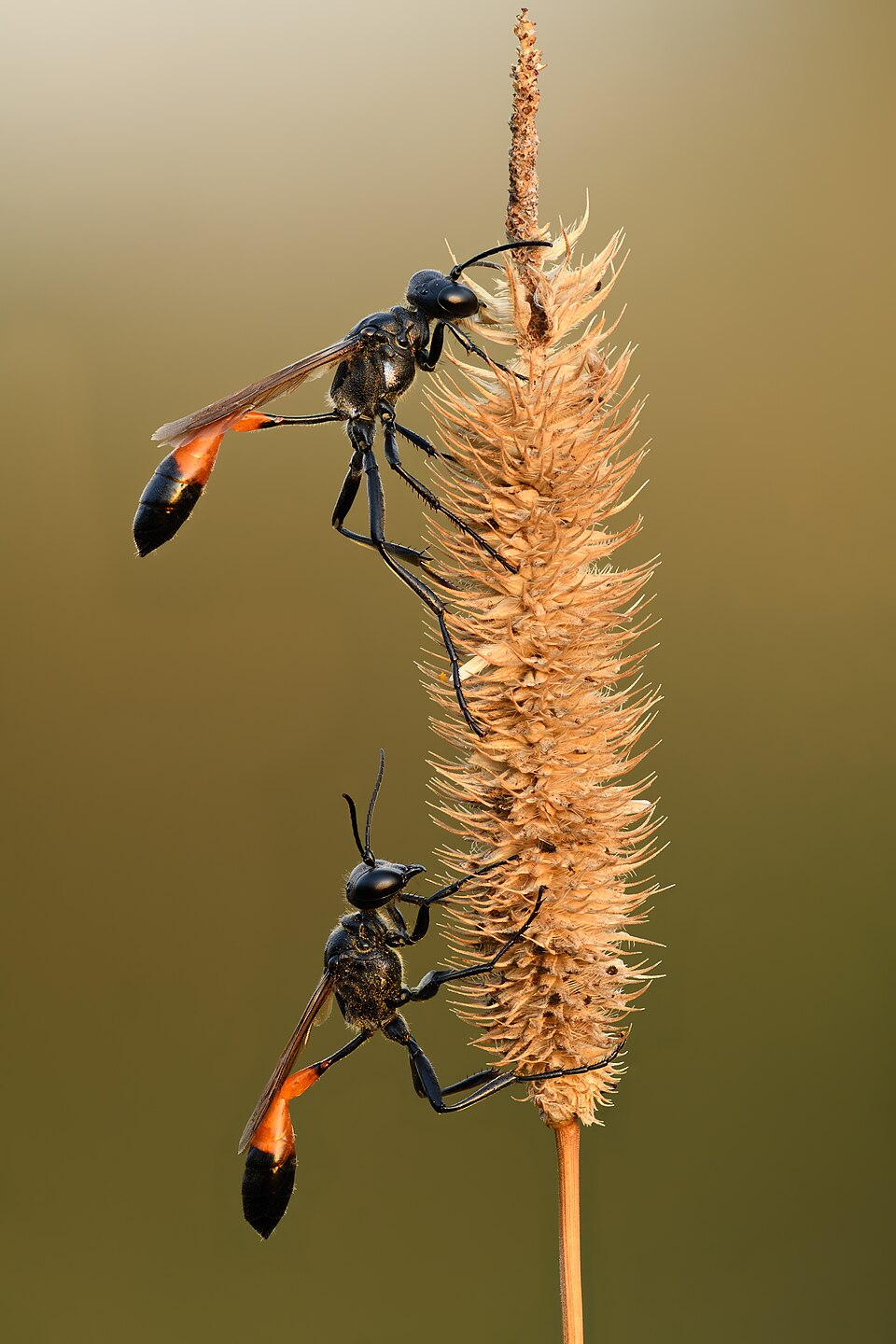Lieschgras - Von Ivar Leidus - CC BY-SA 4.0, https://commons.wikimedia.org/wiki/File:Ammophila_pubescens_(two)_-_Kulna.jpg