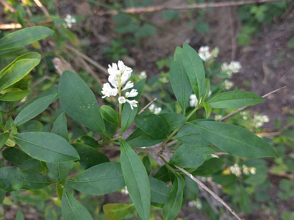 Liguster - Von Rudolphous - CC BY-SA 4.0, https://commons.wikimedia.org/wiki/File:Ligustrum_vulgare_(Wilde_liguster)_-_Noordwijk,_South_Holland,_NL_v2.jpg