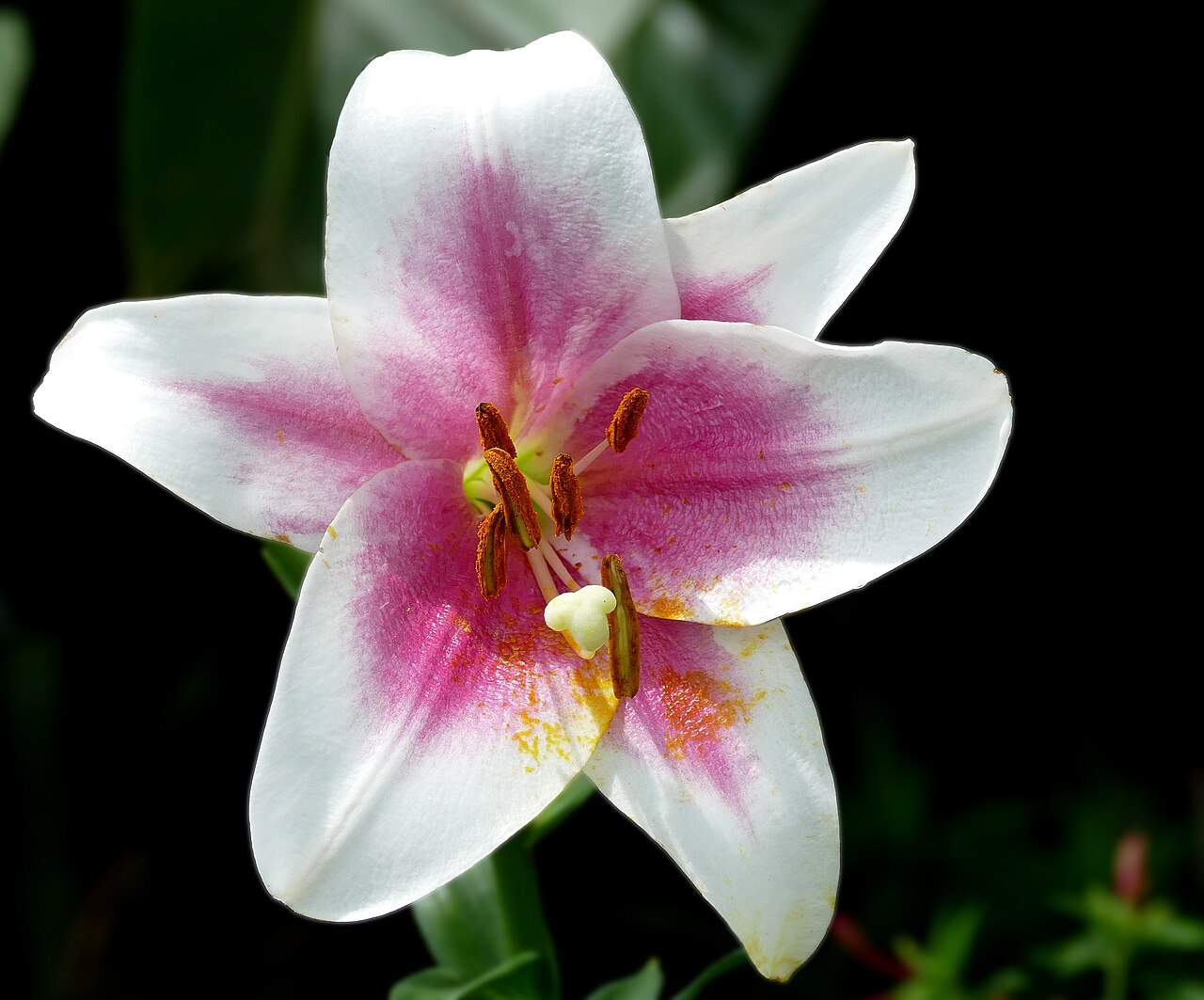 Lilie - Von Jim Evans - CC BY-SA 4.0, https://commons.wikimedia.org/wiki/File:Lilium_LxO_hybrid_'Triumphator'.jpg