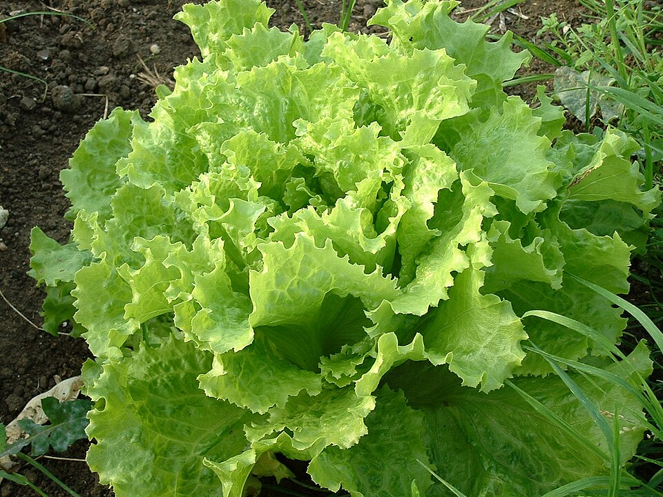 Lollo Bionda - Von Nick Saltmarsh from London, UK - CC BY 2.0, https://commons.wikimedia.org/wiki/File:Insalata_lollo_bionda.jpg