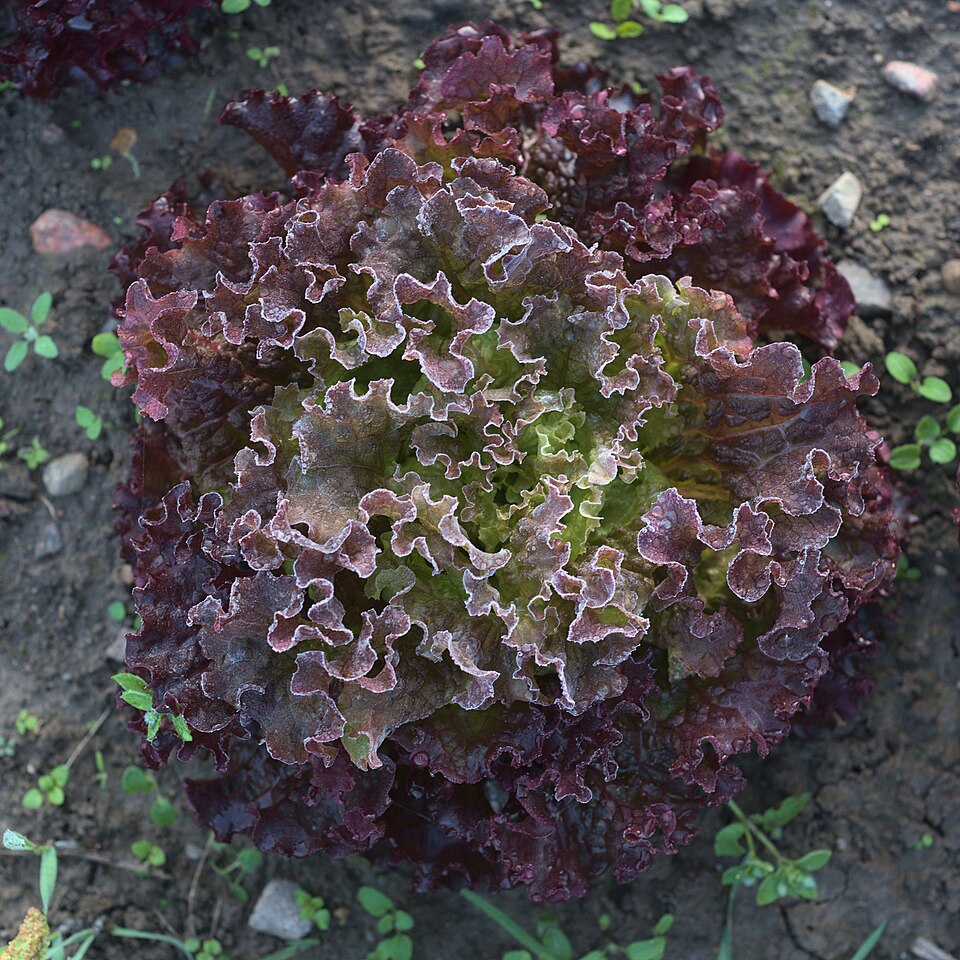 Lollo Rosso - Von August Geyler - CC BY-SA 4.0, https://commons.wikimedia.org/wiki/File:Ein_Blattsalat_der_Sorte_Lollo_Rosso_auf_dem_Linke_Hof.jpg