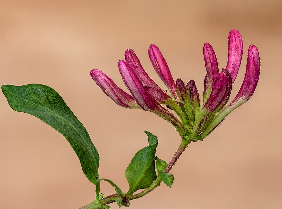 Lonicera - Von Dominicus Johannes Bergsma - CC BY-SA 4.0, https://commons.wikimedia.org/wiki/File:Bloemknoppen_van_een_Kamperfoelie_(Lonicera)_19-07-2020_(d.j.b.)_01.jpg
