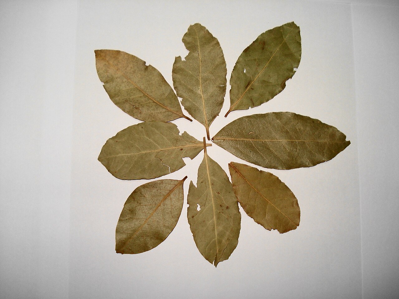 Lorbeerblatt - Von Miansari66 - Public domain, https://commons.wikimedia.org/wiki/File:Bay_Leaves.JPG