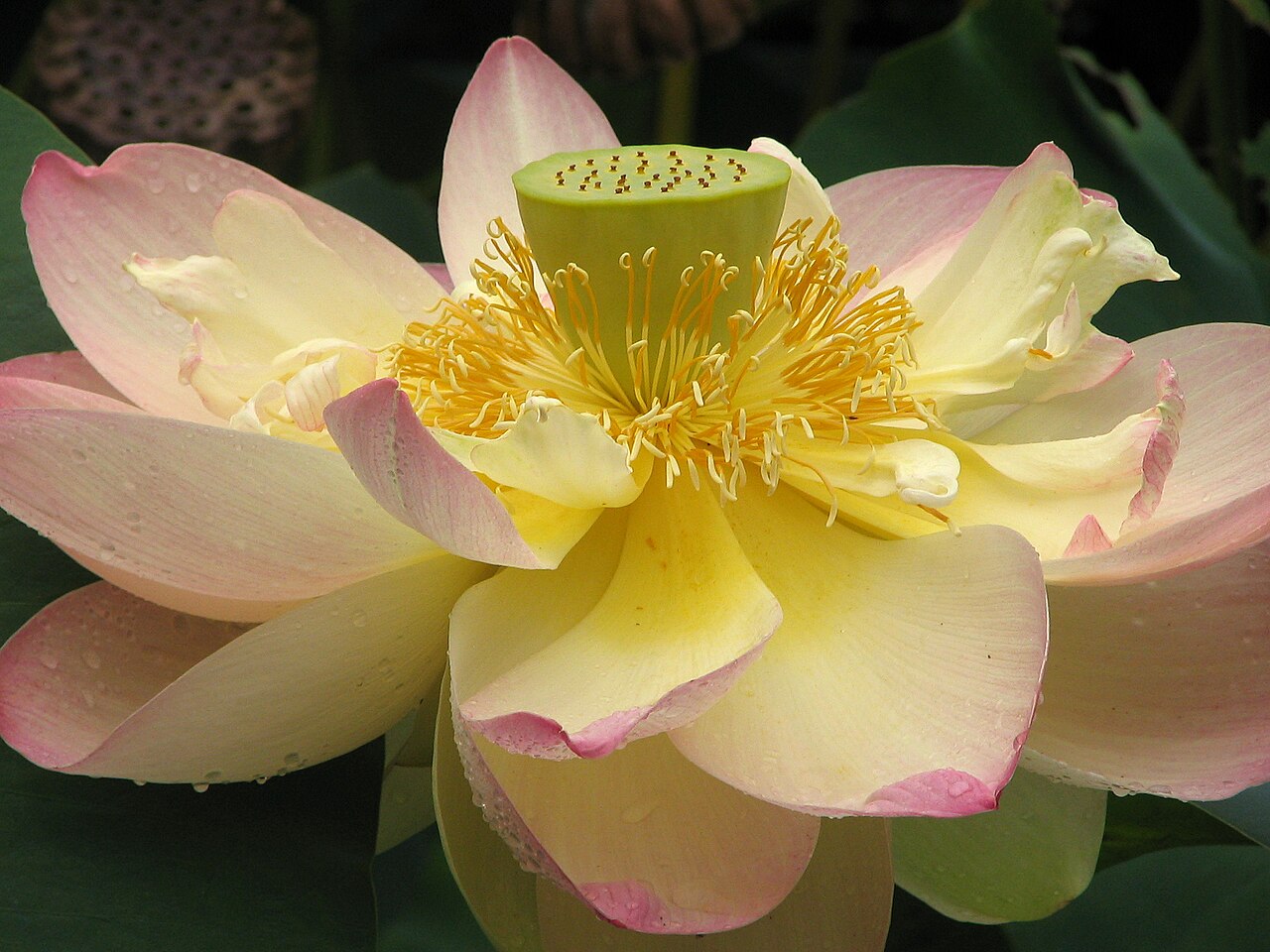 Lotos - Von Photo (c)2007 Derek Ramsey (Ram-Man) - CC BY-SA 2.5, https://commons.wikimedia.org/wiki/File:Lotus_Nelumbo_nucifera_Flower_Close_2048px.jpg