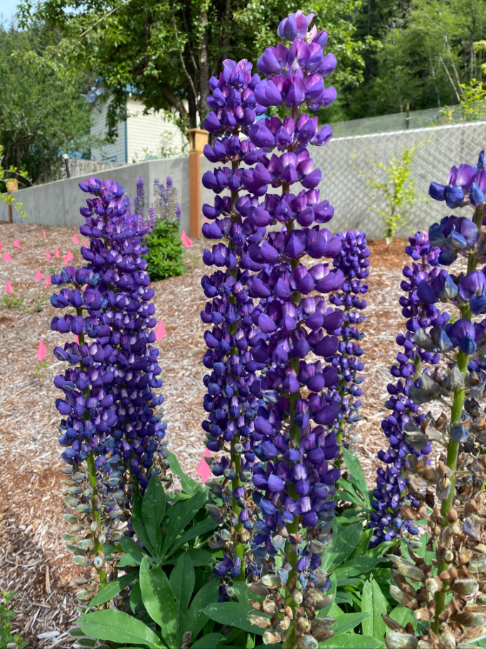 Lupine - Von Cheri Anderson/USFWS - Public domain, https://commons.wikimedia.org/wiki/File:Eagle_Creek_NFH_lupine_1_November_2021.png