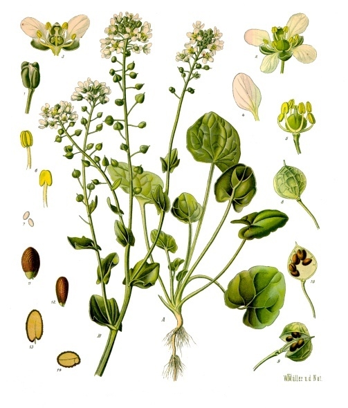 Löffelkraut - Von Franz Eugen Köhler, Köhler's Medizinal-Pflanzen - Public domain, https://commons.wikimedia.org/wiki/File:Cochlearia_officinalis_-_Köhler–s_Medizinal-Pflanzen-186.jpg
