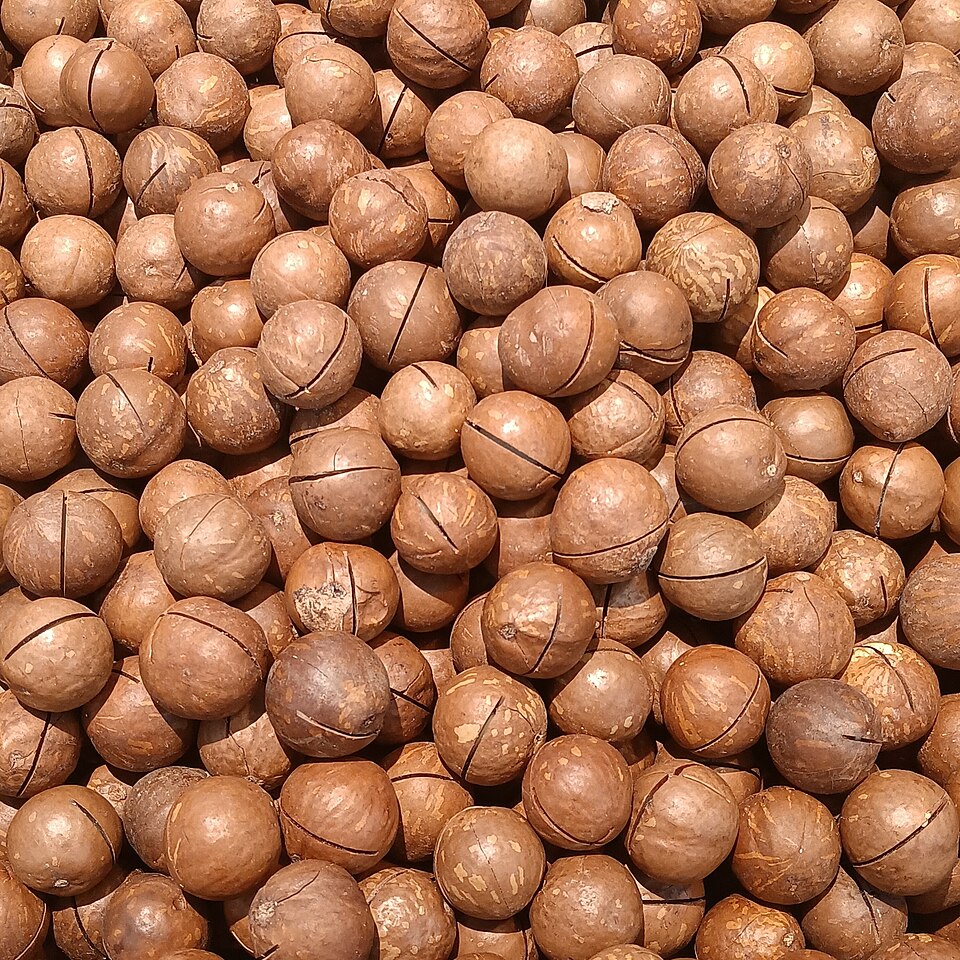Macadamia - Von Fumikas Sagisavas - CC0, https://commons.wikimedia.org/wiki/File:Cut_macadamia_nuts.jpg