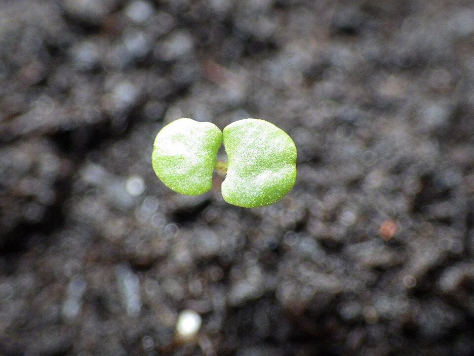 Majoran - Von Schlaghecken Josef - CC BY-SA 4.0, https://commons.wikimedia.org/wiki/File:Majoran_(Origanum_majorana)_Keimling-1-Josef_Schlaghecken.jpg