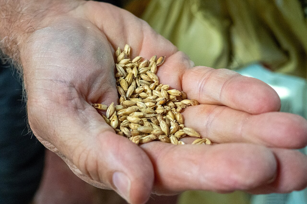 Malz - Von Noralambert - CC BY-SA 4.0, https://commons.wikimedia.org/wiki/File:Carapils_Malt_for_Brewing.jpg