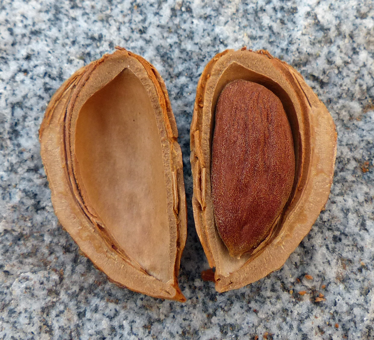 Mandeln - Von GeXeS - CC BY-SA 4.0, https://commons.wikimedia.org/wiki/File:Almond_in_an_open_shell.jpg