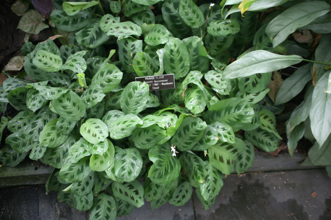 Marante - Von Cliff from Arlington, Virginia, USA - CC BY 2.0, https://commons.wikimedia.org/wiki/File:Prayer_Plant_(Maranta_leuconeura)_(3073344552).jpg