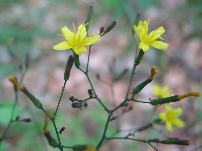 Mauerlattich - Von Kristian Peters -- Fabelfroh 07:53, 20 October 2006 (UTC) - CC BY-SA 3.0, https://commons.wikimedia.org/wiki/File:Mycelis_muralis.jpeg