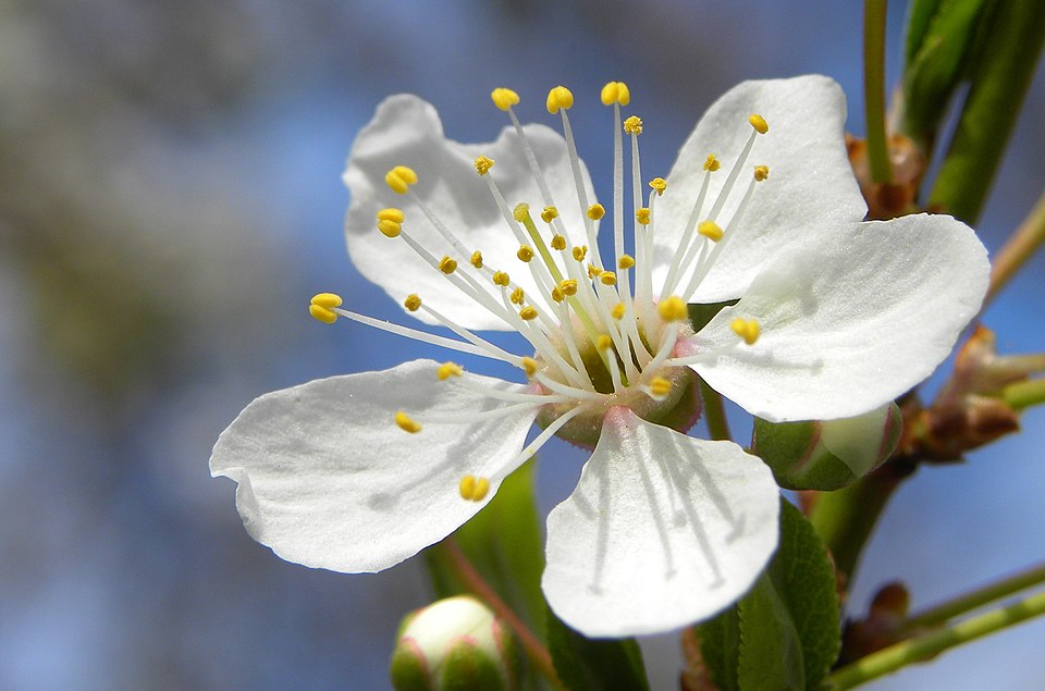Mirabelle - Von Trachemys - CC BY-SA 3.0, https://commons.wikimedia.org/wiki/File:Blossom_of_Mirabelle_plum.jpg