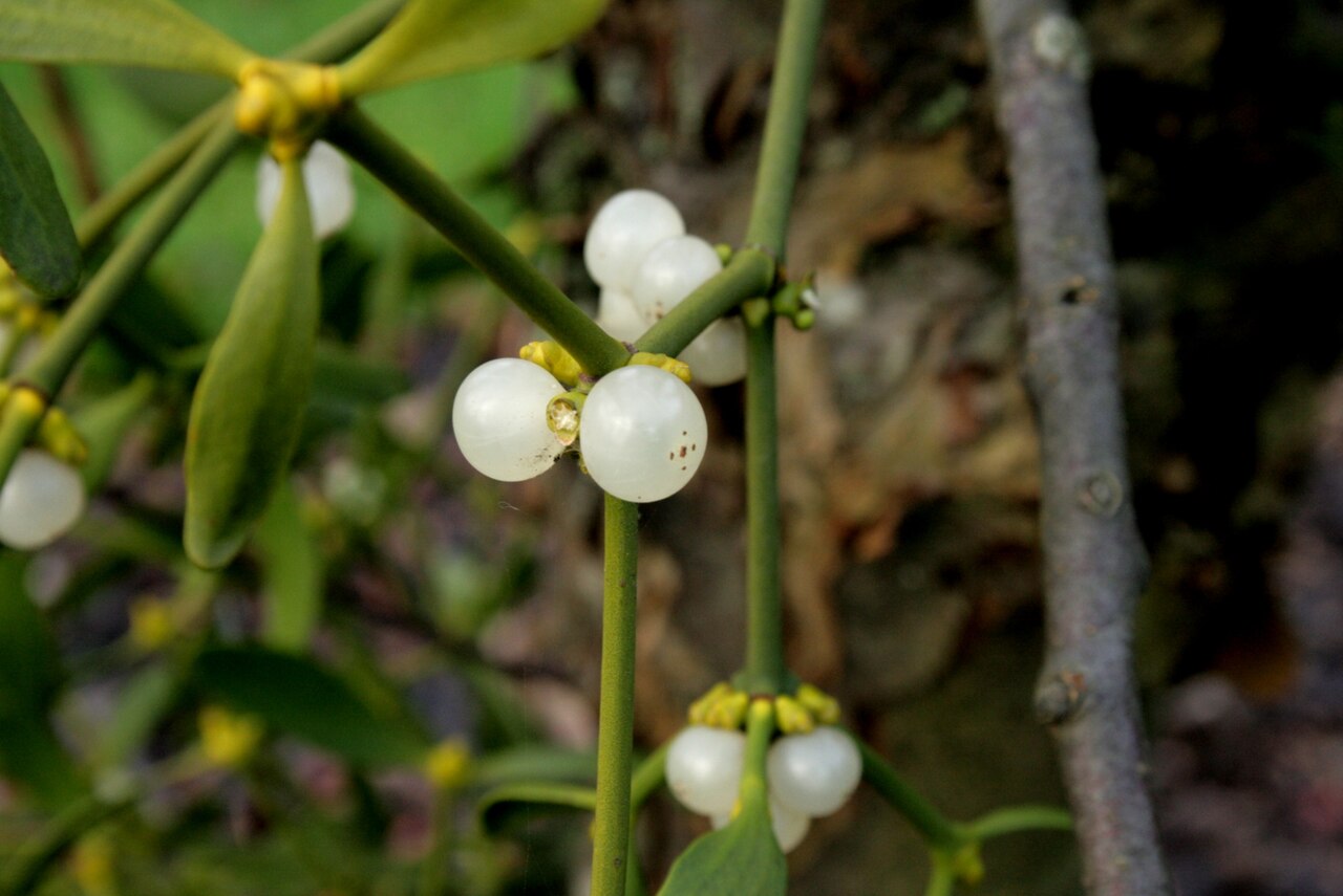 Mistel - Von Sten Porse - CC BY-SA 3.0, https://commons.wikimedia.org/wiki/File:Viscum-album-berries.jpg