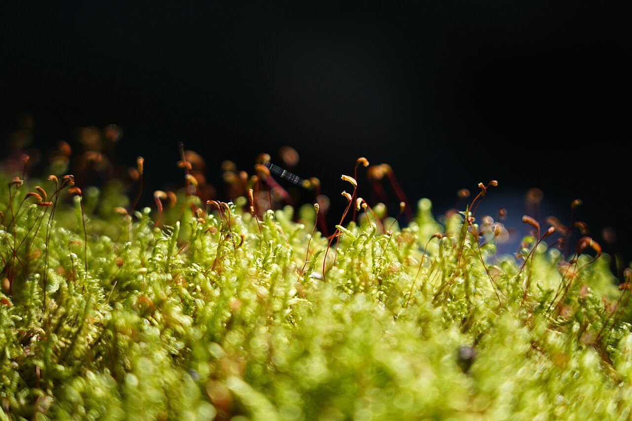 Moos - Von bine.goeschl - CC BY 2.0, https://commons.wikimedia.org/wiki/File:Moss_-_close_up.jpg