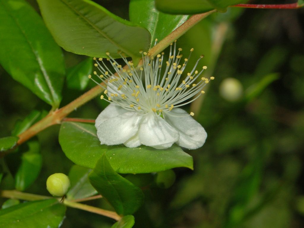 Myrte - Von Ettore Balocchi - CC BY 2.0, https://commons.wikimedia.org/wiki/File:Myrtaceae_-_Myrtus_communis_(8304698614).jpg