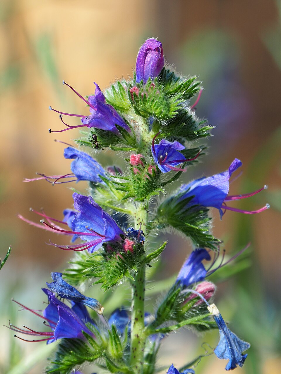 Natternkopf - Von Bernard Ladenthin - CC BY 4.0, https://commons.wikimedia.org/wiki/File:2019-06-17_Echium_vulgare_1.jpg