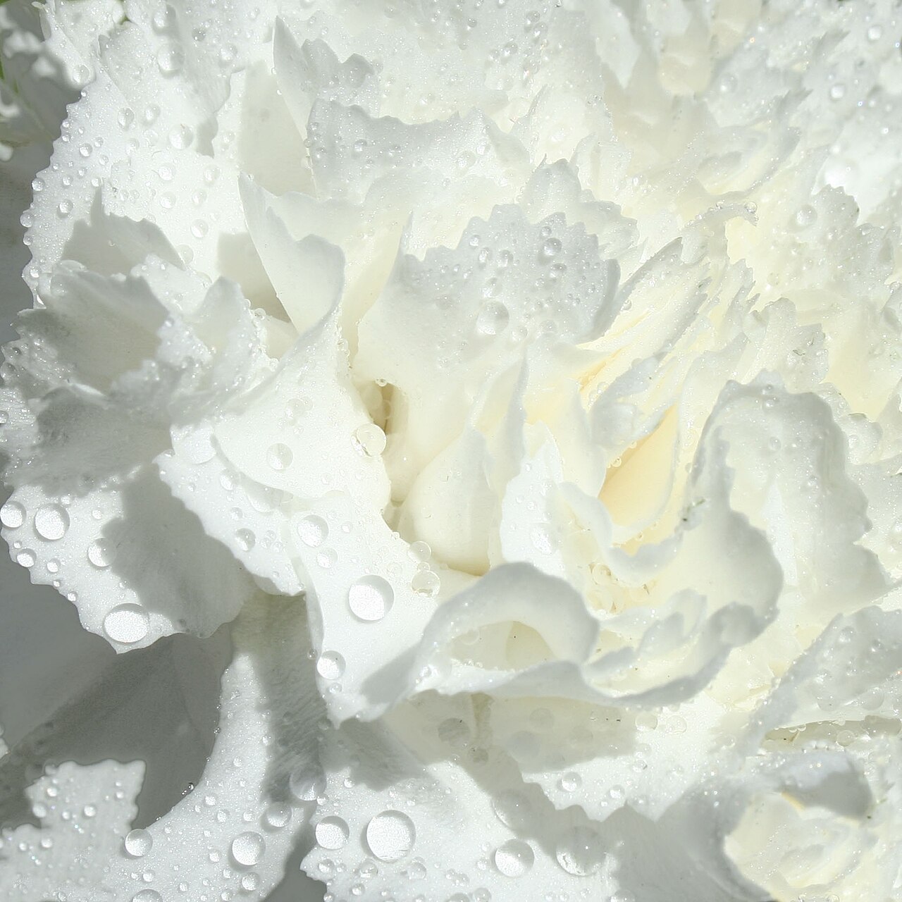Nelke - Von Takkk - CC BY-SA 3.0, https://commons.wikimedia.org/wiki/File:Dianthus_caryophyllus_(flowers_white).jpg