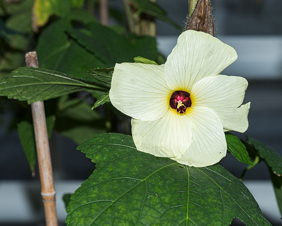 Okra - Von Flocci Nivis - CC BY 4.0, https://commons.wikimedia.org/wiki/File:20260317_Abelmoschus_esculentus.jpg