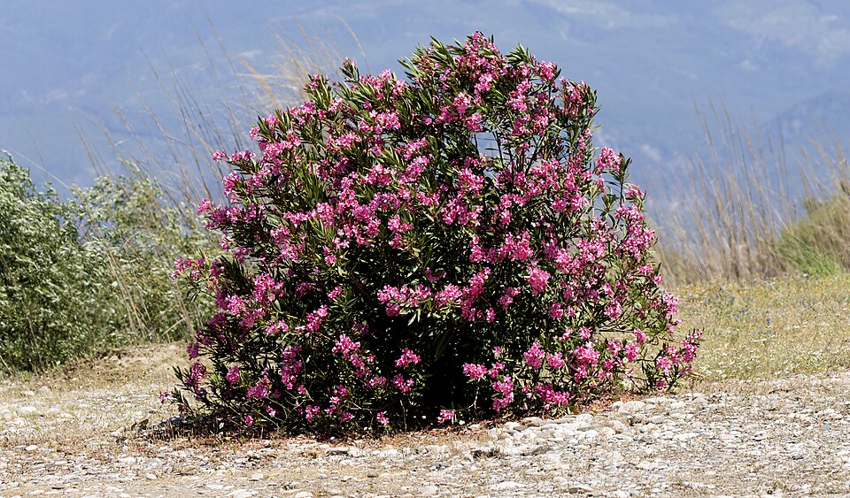 Oleander - Von Zeynel Cebeci - CC BY-SA 4.0, https://commons.wikimedia.org/wiki/File:Nerium_oleander_08.jpg