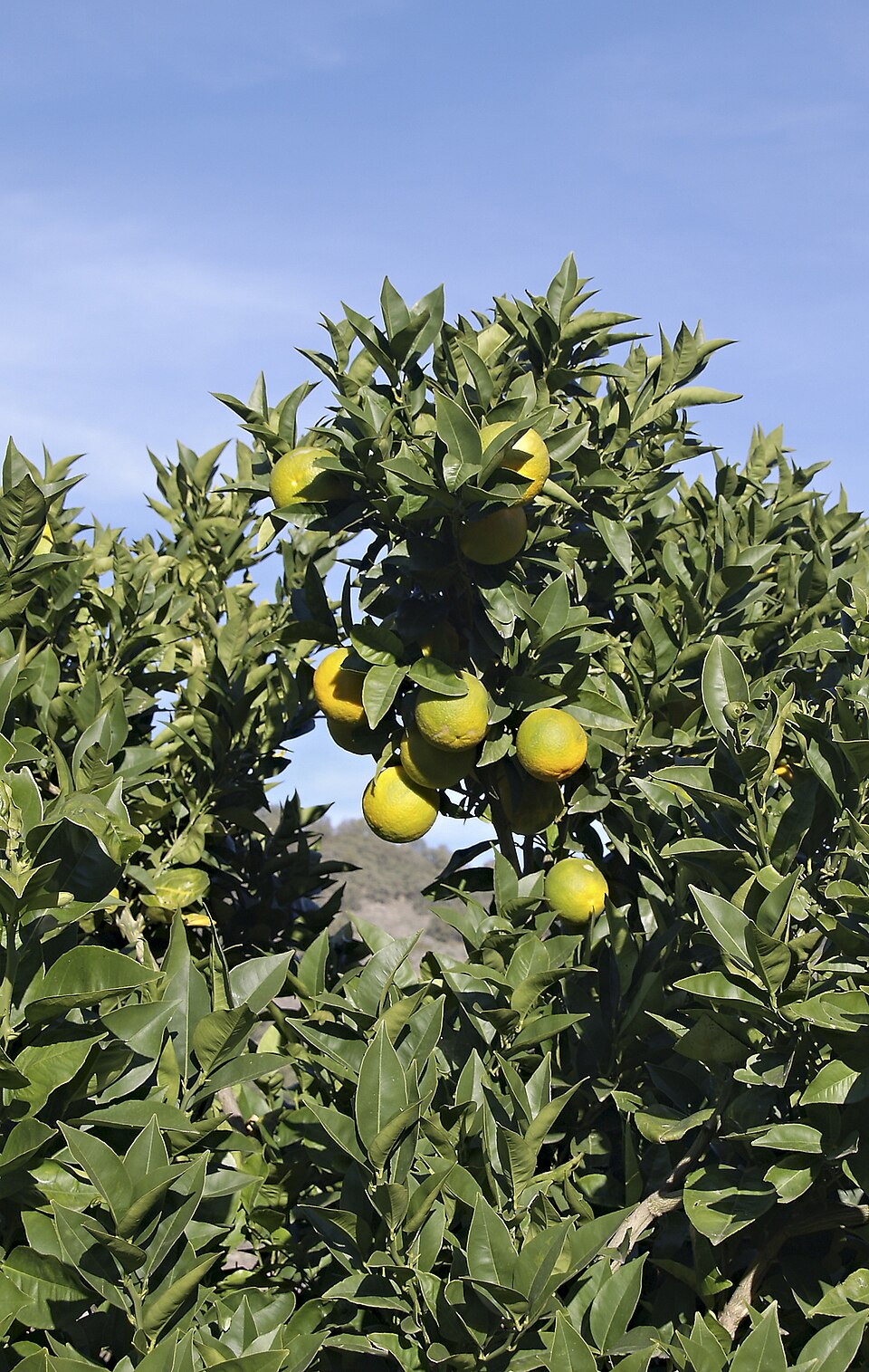 Orangenblatt - Von Luis Fernández García - CC BY-SA 2.5 es, https://commons.wikimedia.org/wiki/File:Citrus-sinensis-fruto.jpg