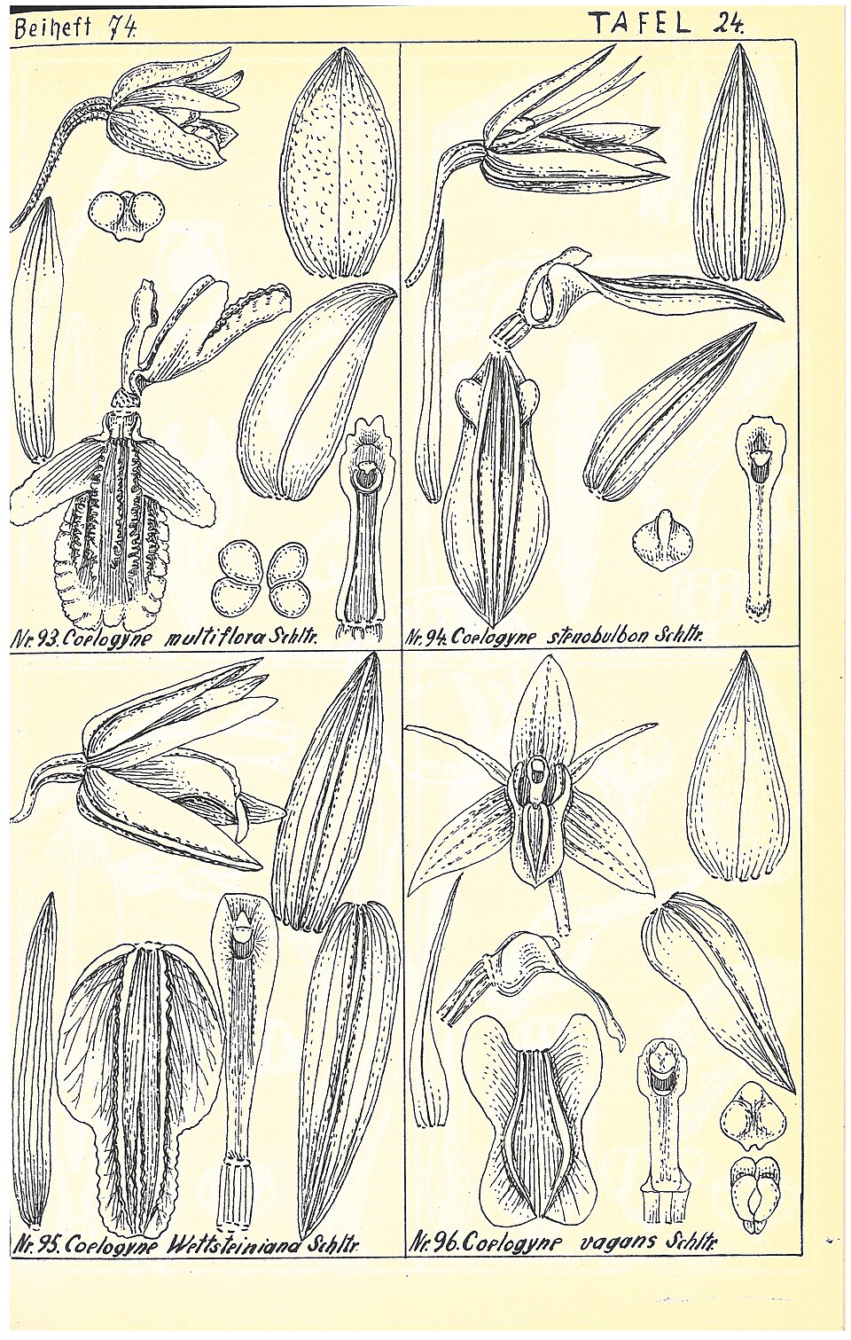 Orchideen - Von Rudolf Schlechter - Public domain, https://commons.wikimedia.org/wiki/File:Bluetenanalysen_neuer_Orchideen,_IV._Indische_und_malesische_Orchideen_-_Tafel_24.jpg