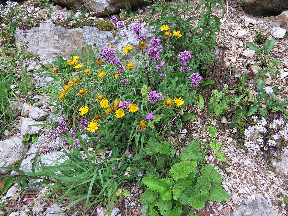 Oregano - Von GT1976 - CC BY-SA 4.0, https://commons.wikimedia.org/wiki/File:2017-07-23_(44)_Origanum_vulgare_(oregano)_and_Buphthalmum_salicifolium_(ox-eye)_at_Dürrenstein_(Ybbstaler_Alpen).jpg