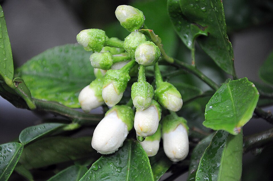 Pampelmuse - Von Amada44 - CC BY 3.0, https://commons.wikimedia.org/wiki/File:Citrus_maxima_(Pampelmuse)_001.jpg