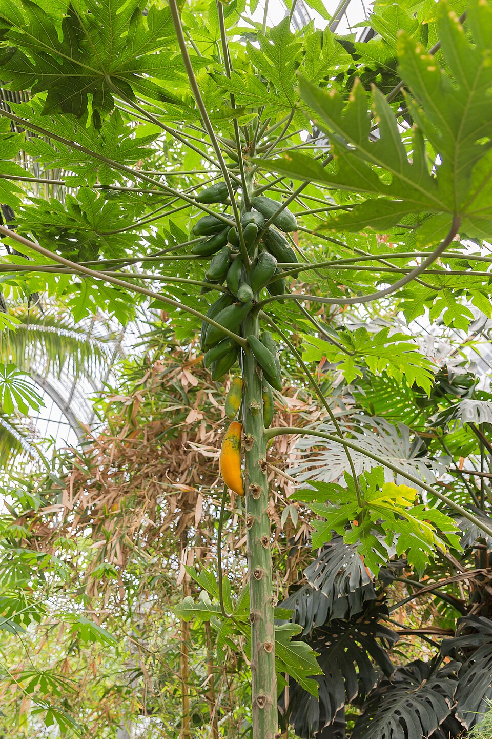 Papaya - Von Another one of my pictures: This photograph was taken by Medium69 (William Crochot) and released under the license stated below. You are free to use it for any purpose as long as you credit the author (William Crochot), the Source (Wikimedia Commons) and the license (CC-BY-SA 4.0) in close relation to the image. Please do not upload an updated image here without consultation with the Author. The author would like to make corrections only at his own source RAW. This ensures that the changes are preserved.Please if you think that any changes should be required, please inform the author.Otherwise you can upload a new image with a new name. Please use one of the templates derivative or extract. - CC BY-SA 4.0, https://commons.wikimedia.org/wiki/File:Carica_papaya_(Papayer)_-_105.jpg