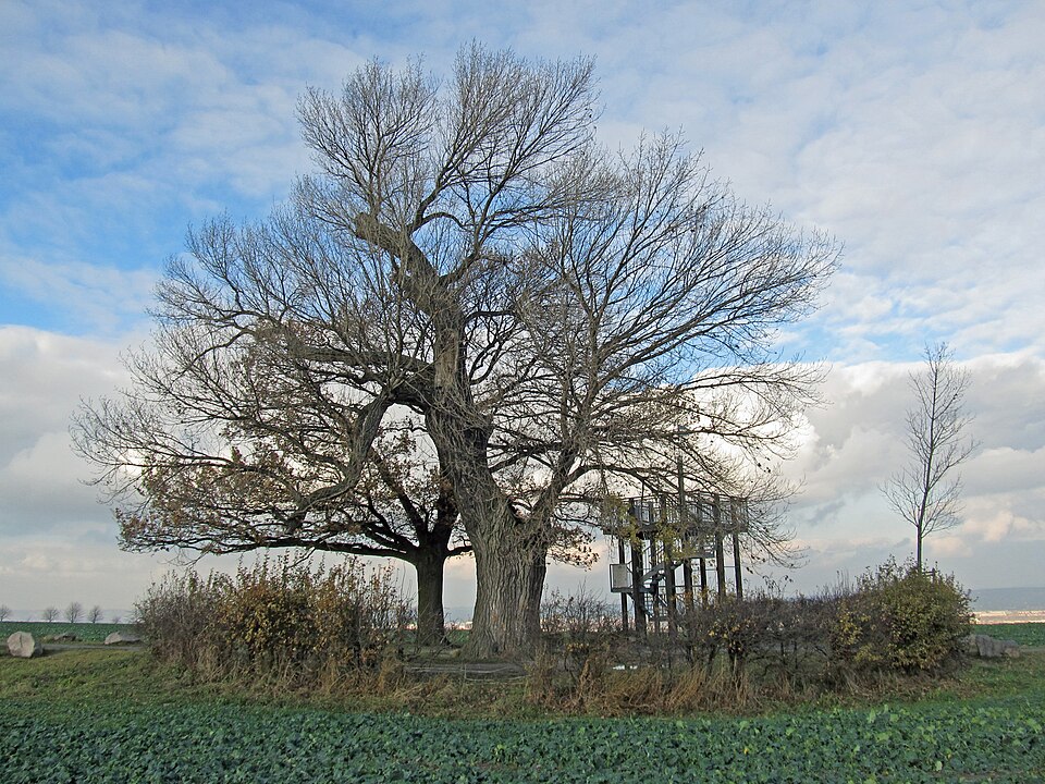 Pappel - Von DynaMoToR - CC BY-SA 3.0, https://commons.wikimedia.org/wiki/File:Babisnauer_Pappel,_neue_Pappel,_Eiche_und_Aussichtsgerüst.JPG