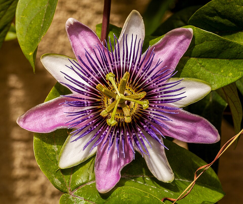 Passionsblume - Von Fischer.H - CC BY-SA 4.0, https://commons.wikimedia.org/wiki/File:Passionsblume_IMG_3432.jpg