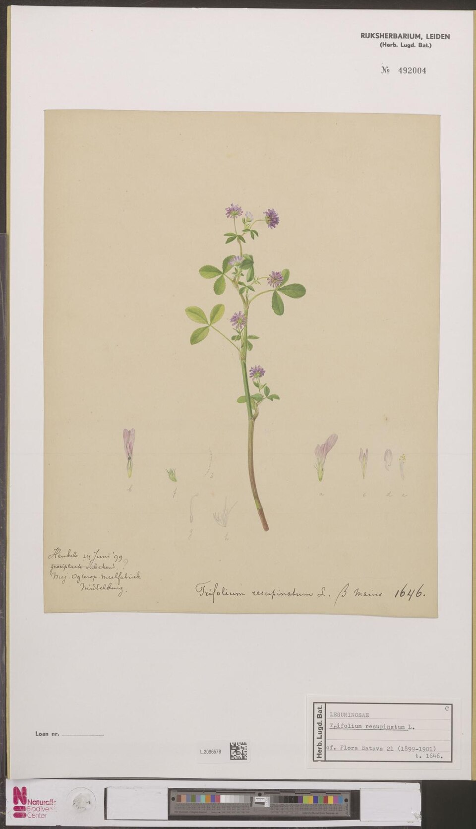 Persischer Klee - Von Linnaeus - CC0, https://commons.wikimedia.org/wiki/File:Naturalis_Biodiversity_Center_-_L.2096578_-_Anoniem_-_Trifolium_resupinatum_Linnaeus_-_Artwork.jpeg