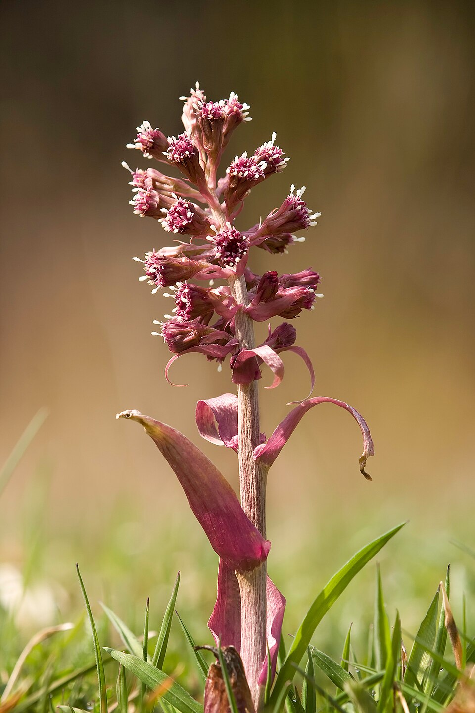Pestwurz - Von Richard Bartz, Munich aka Makro Freak - CC BY-SA 2.5, https://commons.wikimedia.org/wiki/File:Gewoehnliche_Pestwurz_Common_Butterbur_(Petasites_hybridus).jpg