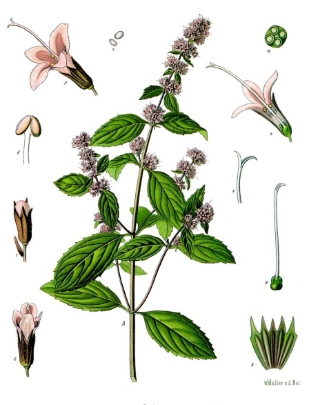 Pfefferminze - Von Franz Eugen Köhler, Köhler's Medizinal-Pflanzen - Public domain, https://commons.wikimedia.org/wiki/File:Mentha_×_piperita_-_Köhler–s_Medizinal-Pflanzen-095.jpg