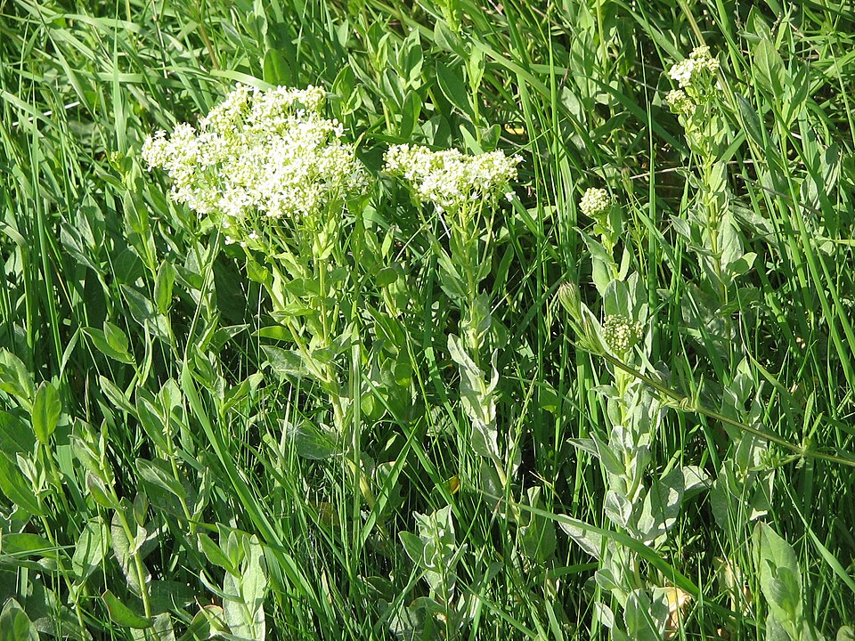 Pfeilkresse - Von Meneerke bloem - CC BY-SA 3.0, https://commons.wikimedia.org/wiki/File:Cardaria_draba01.jpg