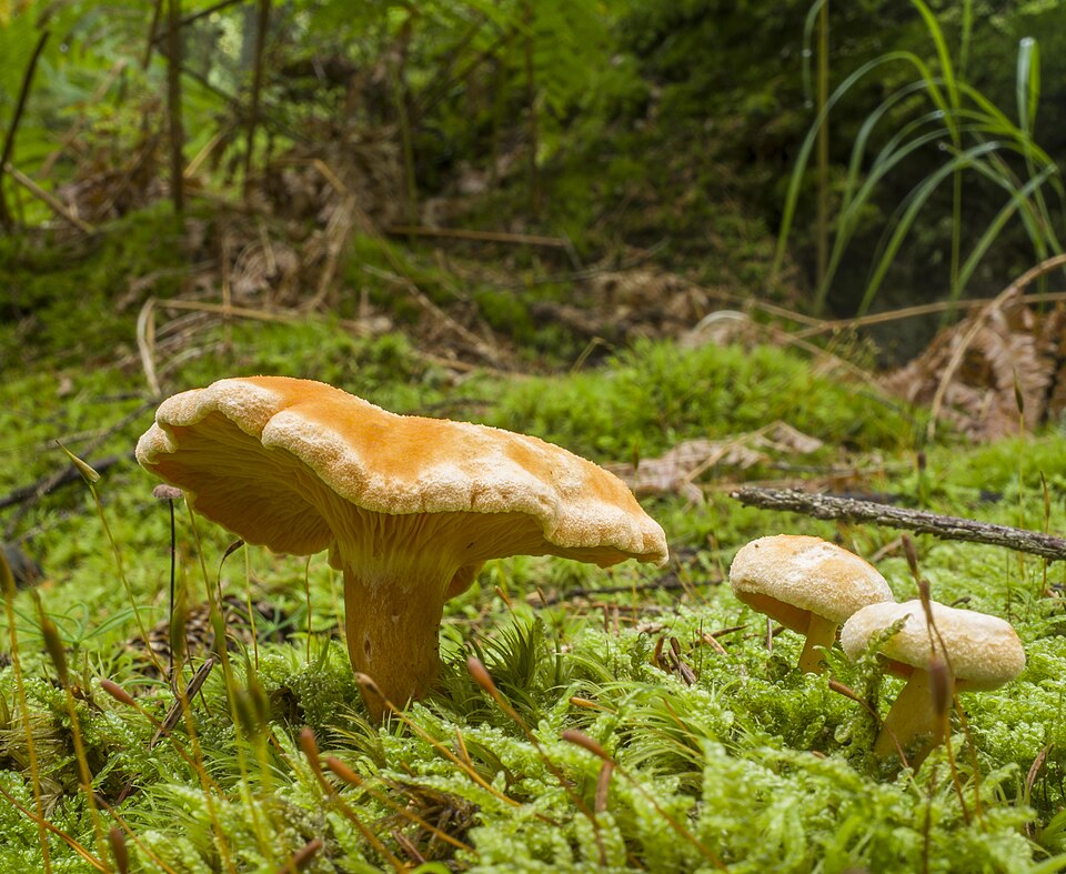 Pfifferling - Von Stephan van Helden - CC BY-SA 4.0, https://commons.wikimedia.org/wiki/File:Falscher_Pfifferling_(Hygrophoropsis_aurantiaca)_nahe_der_Silberquelle_an_der_Straße_vom_Silberhaus_nach_Nagel.jpg