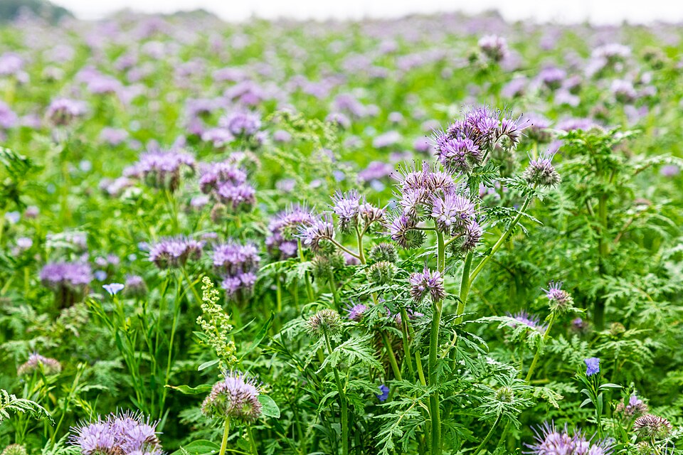 Phacelia - Von Dietmar Rabich - CC BY-SA 4.0, https://commons.wikimedia.org/wiki/File:Dülmen,_Kirchspiel,_Dernekamp,_Phacelia-Feld_--_2025_--_0018.jpg