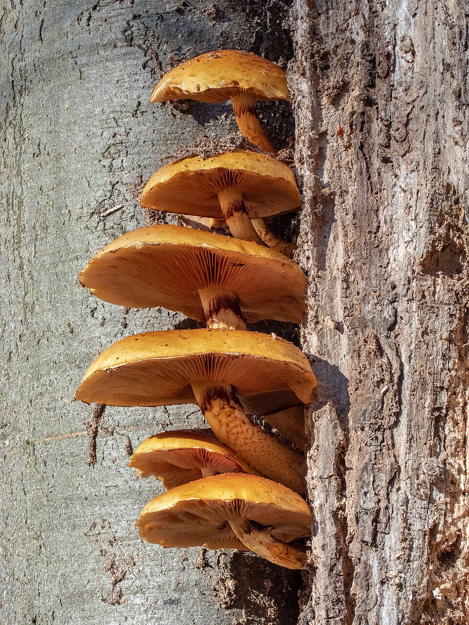 Pilze - Von Ermell - CC BY-SA 4.0, https://commons.wikimedia.org/wiki/File:Bamberg_Hain_Pilze_Unidentified_Pholiota_stack.jpg